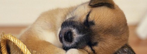 Uyuyan Köpek Yavrusu facebook kapak fotoğrafı