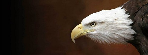 Kara Kartal facebook kapak fotoğrafı