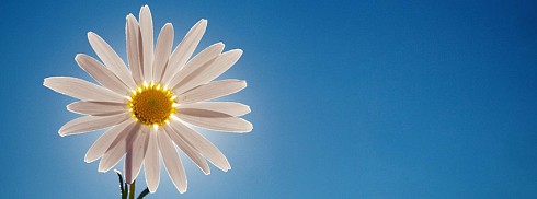 Papatya facebook kapak fotoğrafı