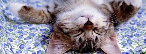Uyuyan Kedi facebook kapak fotoğrafı