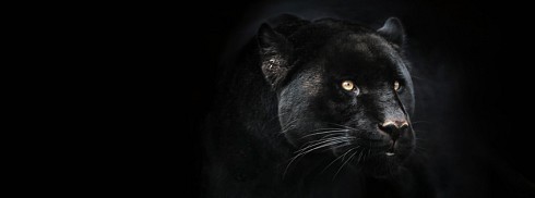 Jaguar facebook kapak fotoğrafı