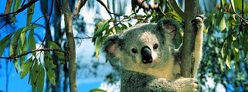 Koala facebook kapak fotoğrafı