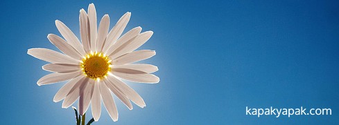 Papatya facebook kapak fotoğrafı