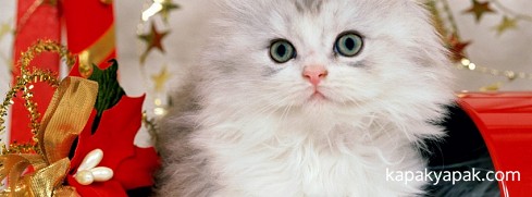 Kedi facebook kapak fotoğrafı